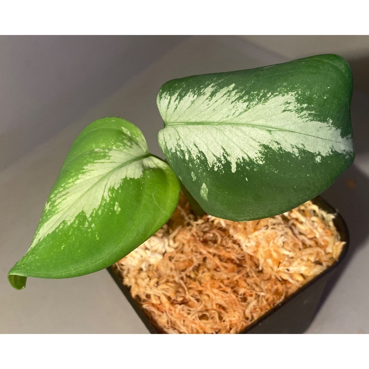 Aglaonema pictum from Aceh sumatera [GT1803] |