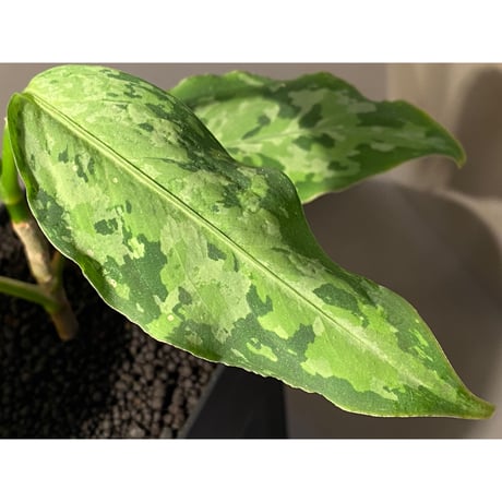 Aglaonema pictum 現地便 [KZT]