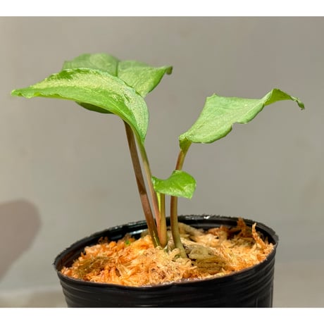 Homalomena sp. from Pulau Lingga