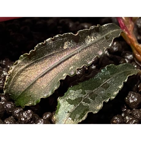 Bucephalandra sp. "Kedagang" [ID便] ②