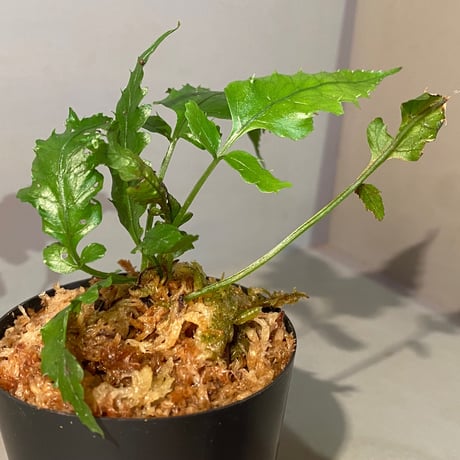 Bolbitis subcardata 西表島産