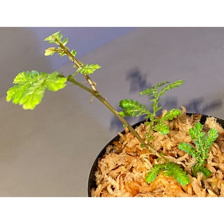 Selaginella willdenowii 伊藤蟻植物農園