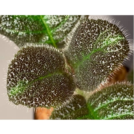 Gesneriaceae, Episcia lilacina from Colombia 2016 [tanakay]