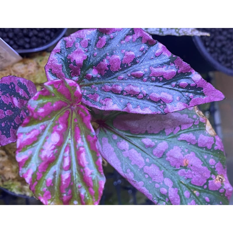 peculiarman　Begonia 5点同梱発送 Begonia sp. from Sarawak ① | M・R・G・R