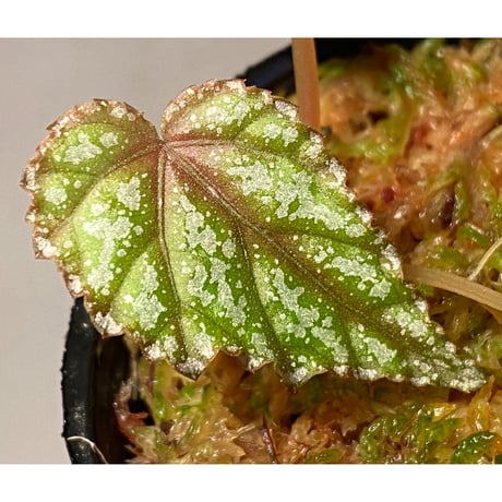 Begonia handelii var. prostrata from Viet Nam