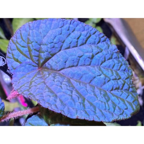 Begonia sp. from Bac Kan [YH1117] TK