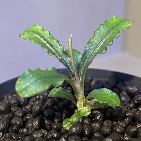 Bucephalandra sp. "MEDUSA"