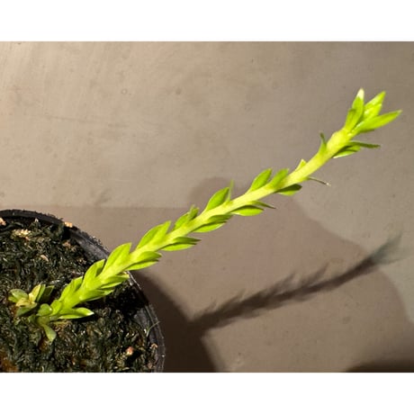 Phlegmariurus phlegmarioides Aimas, Sorong, West Papua 伊藤蟻植物農園