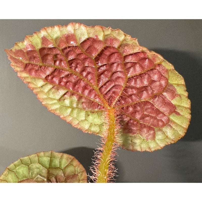 Begonia susaniae | M・R・G・R