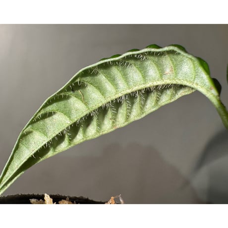 Acranthera sp. from Boyan West Kalimantan