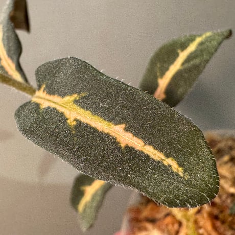 Aphelandra maculata Madre de Dios [LA1017-02]