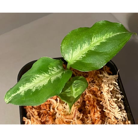 Aglaonema pictum BW1410  "レカミエ" from Sumatra barat [TB]