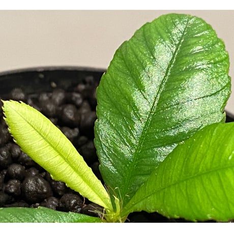 Sauvagesia sp. from Malay Peninsula