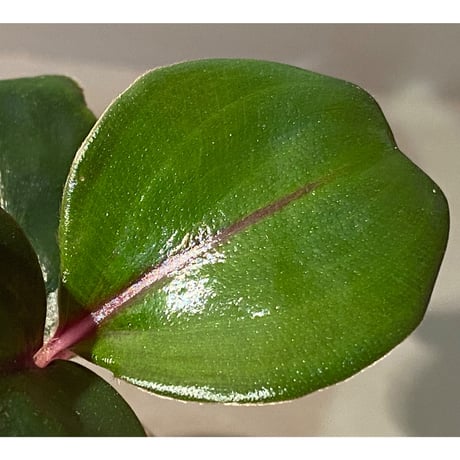 Geogenanthus ciliatus from Ecuador [tanakay]