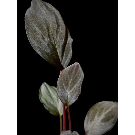 Homalomena cf.humilis from Pulau Lingga [LA0517-z-I]