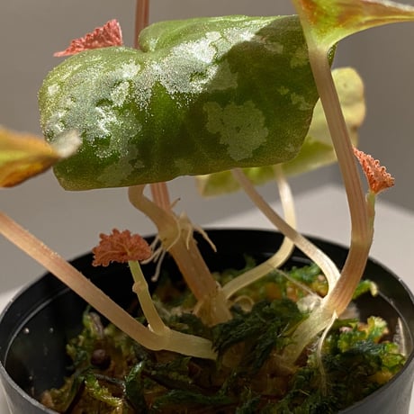 Begonia Variabilis from Dabong [TK150717]