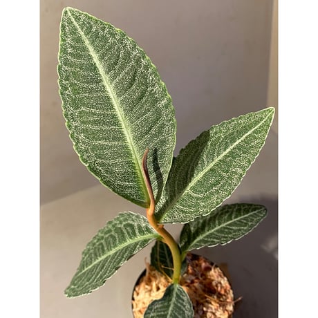 Ardisia sp. from Raub Pahang
