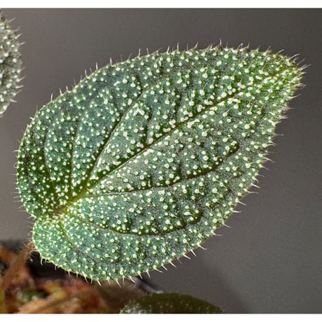 Sonerila sp. from Phitsanulok