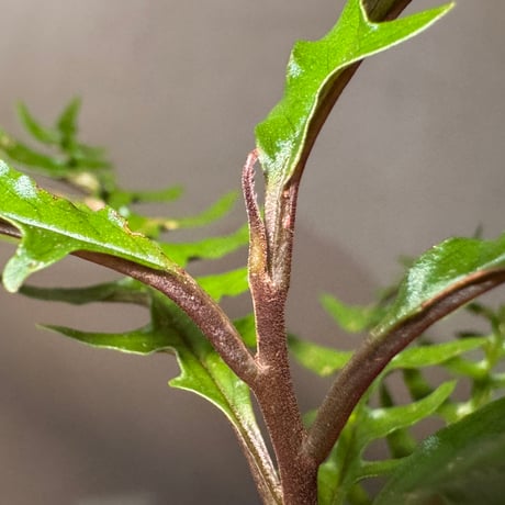 Labisia sp. from Central Papua ①