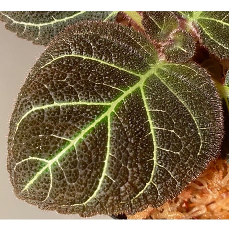 Pearcea hypocyrtiflora from Rio Napo Ecuador [tanakay] 白葉脈