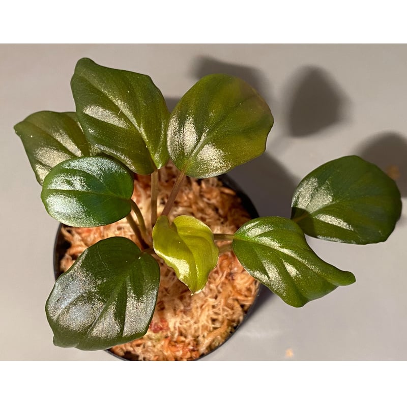 Homalomena sp. \"Black Velvet\" [KN便] 大きめ Homalomena sp. 