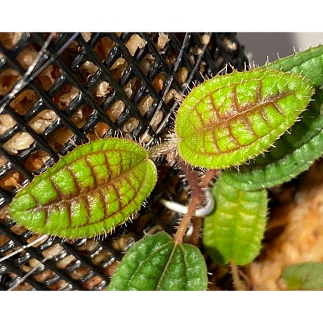 Phyllagathis sp. from Riau sumatera [LA1119-02]