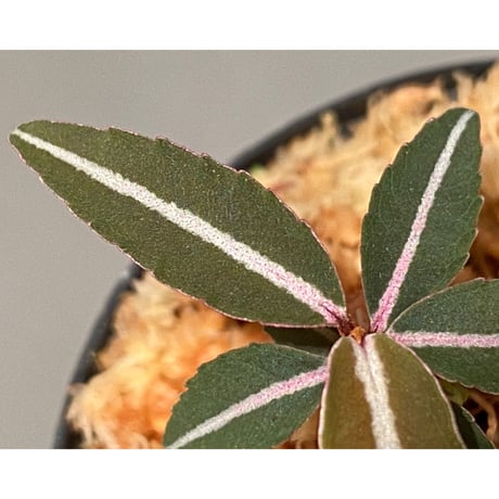 Labisia sp. from Kapuas hulu Kalimantan barat ②