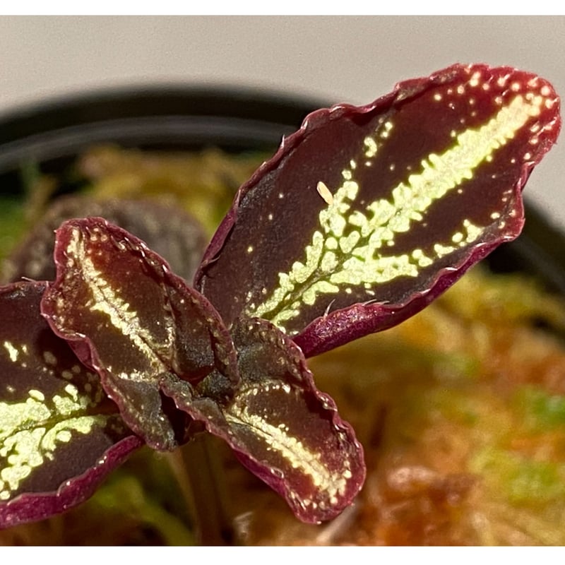 Sonerila calophylla | M・R・G・R