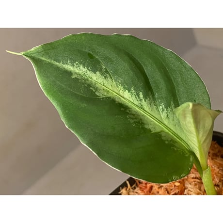 Aglaonema pictum multicolor Chinook BNN from Sibolga Timur [AZ0415-2]