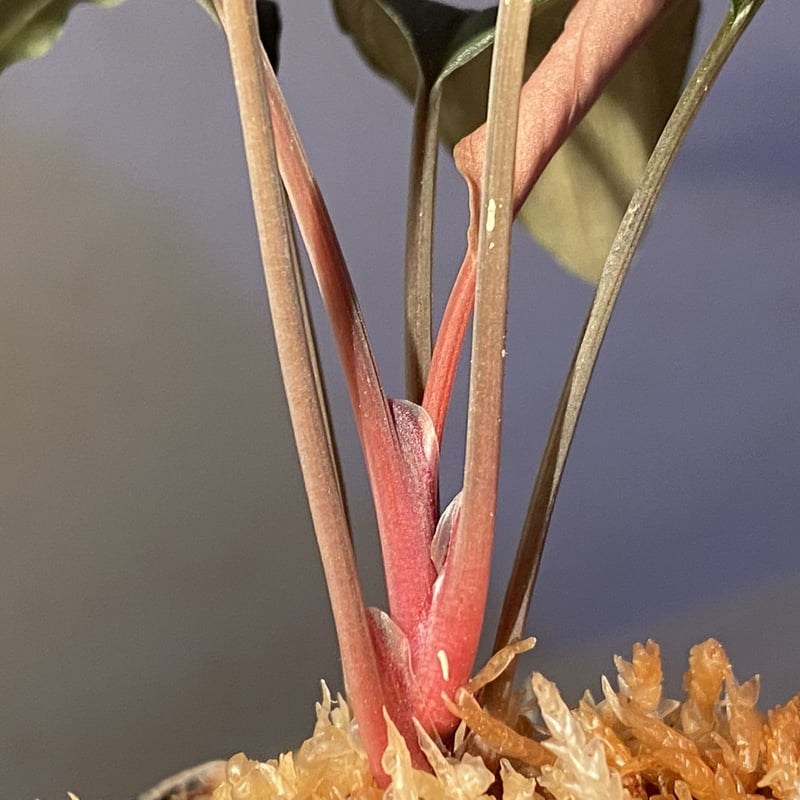Homalomena sp. from Bau Sarawak | M・R・G・R