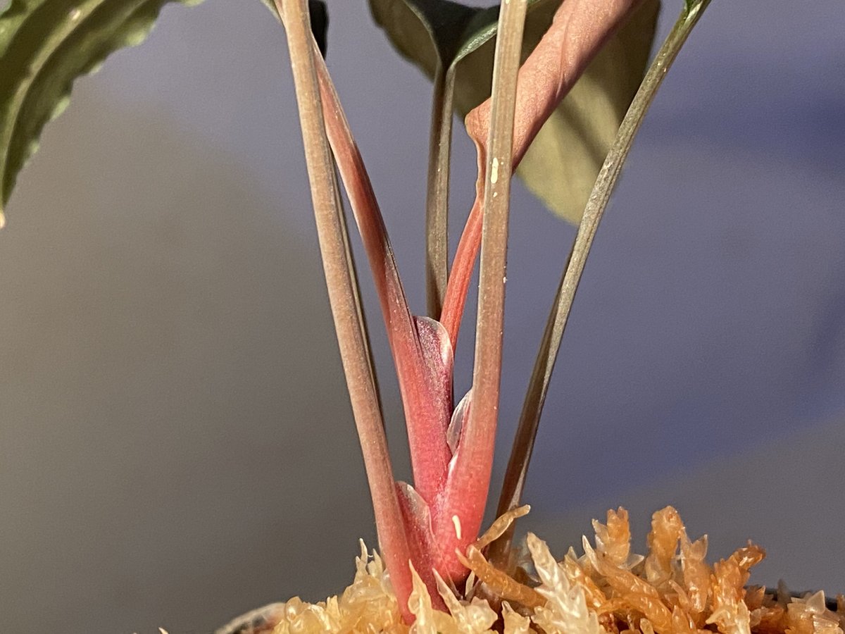 Homalomena sp. aff Insignis“Sarawak”[TB] Homalomena sp. from Sarawak | M・R・G・R