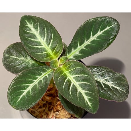 Codonoboea cf. pumilla from Riau sumatera [LA1119-02]