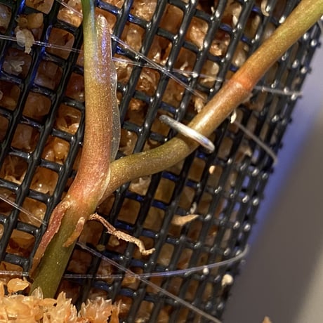 Philodendron sp. from  Colombia [tanakay]