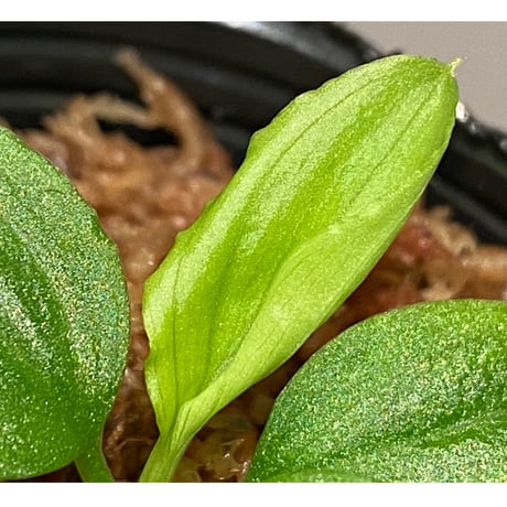 Homalomena sp. "Kayu Lapis" White Kal-barat [TB]