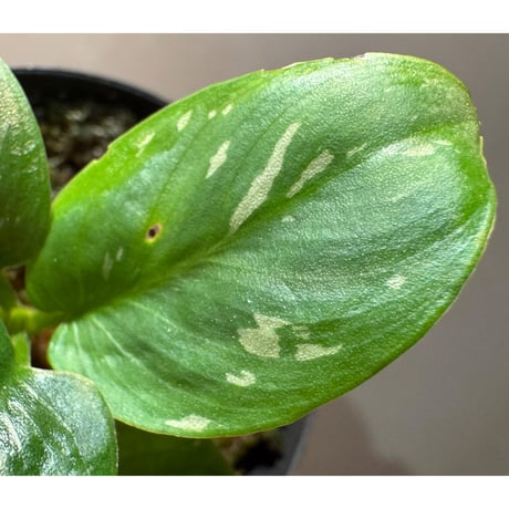 Schismatoglottis sp. from Provinsi Papua