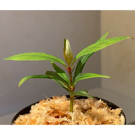 Labisia sp. from "Lebong" Bengkulu [TB]