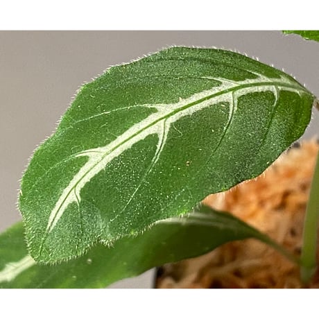 Ruellia devosiana from Brazil