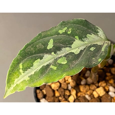 Aglaonema pictum”Knights of The Zodiac”IBU from Sibolga timur [AZ1015-2a]