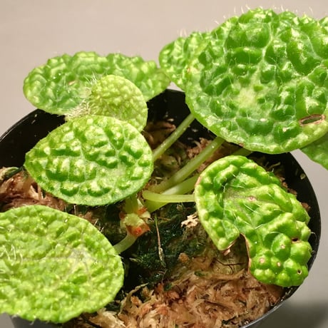 Begonia microsperma from Cameroon