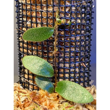 Pyrrosia nummularifolia from Santa Fe Luzon Philippines [KSB]