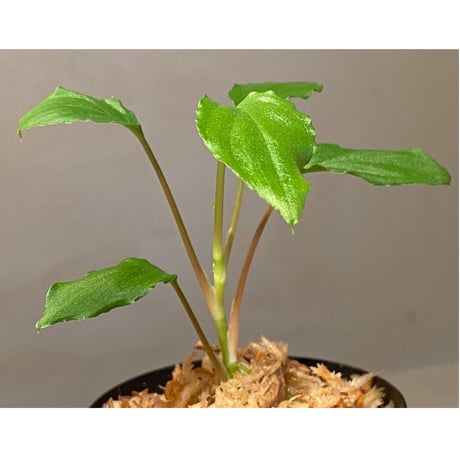 Homalomena sp. from Mt. Besar [LA0219-02]