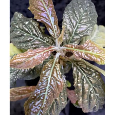 Ardisia sp. from Bengkulu [LA0315-1]