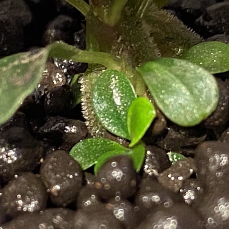 (脇芽付き) Bucephalandra sp. "Sexy Pink"
