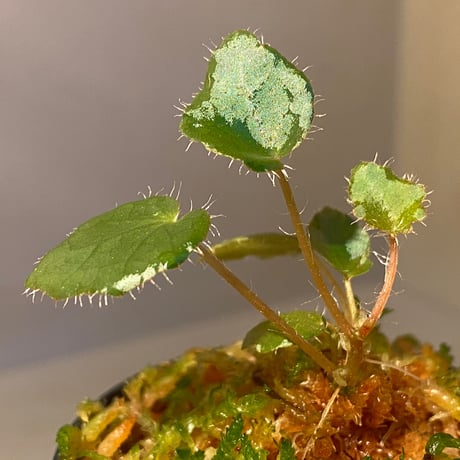 Begonia cf. ferox from Cao Bang [YH040519BK] TK