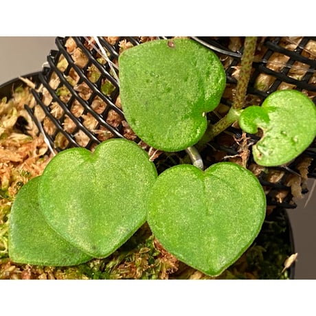 Peperomia sp. from Iquitos Peru [tanakay]