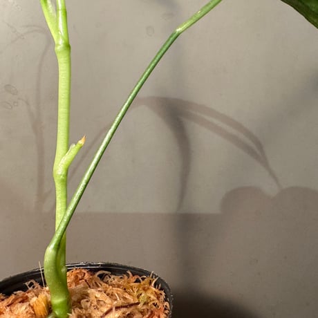 Anthurium aff. eminens