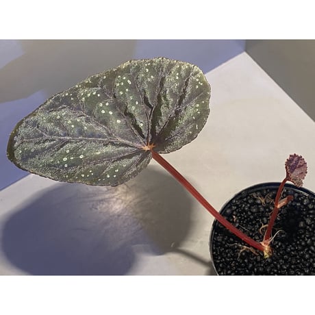 Begonia integrifolia from Satun Thailand