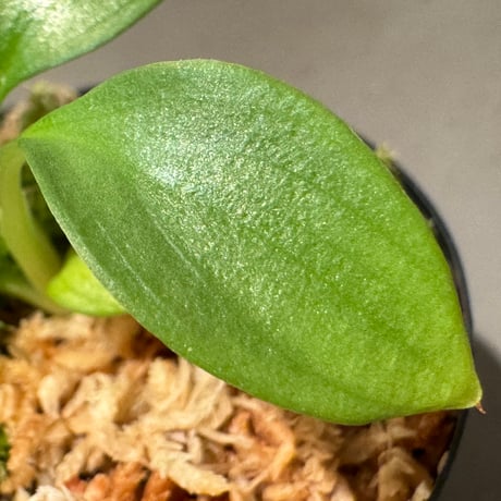 Homalomena sp . from Jerteh [TK090118-2]