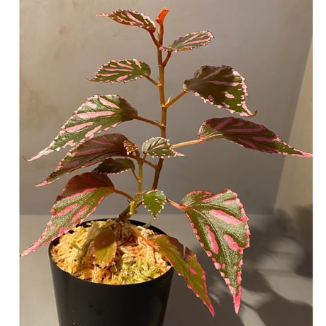 Begonia sp. ぼっち株 from Julau [R1214-01b]