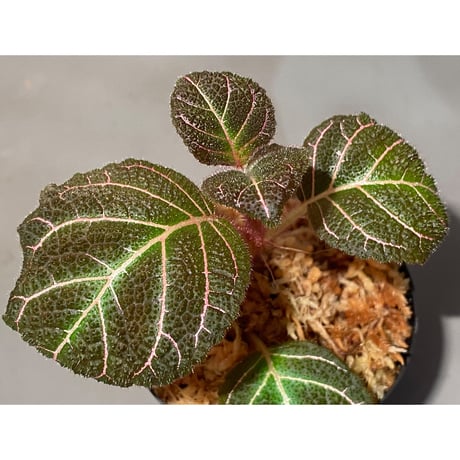 Pearcea hypocyrtiflora from Rio Napo Ecuador [tanakay] 赤葉脈